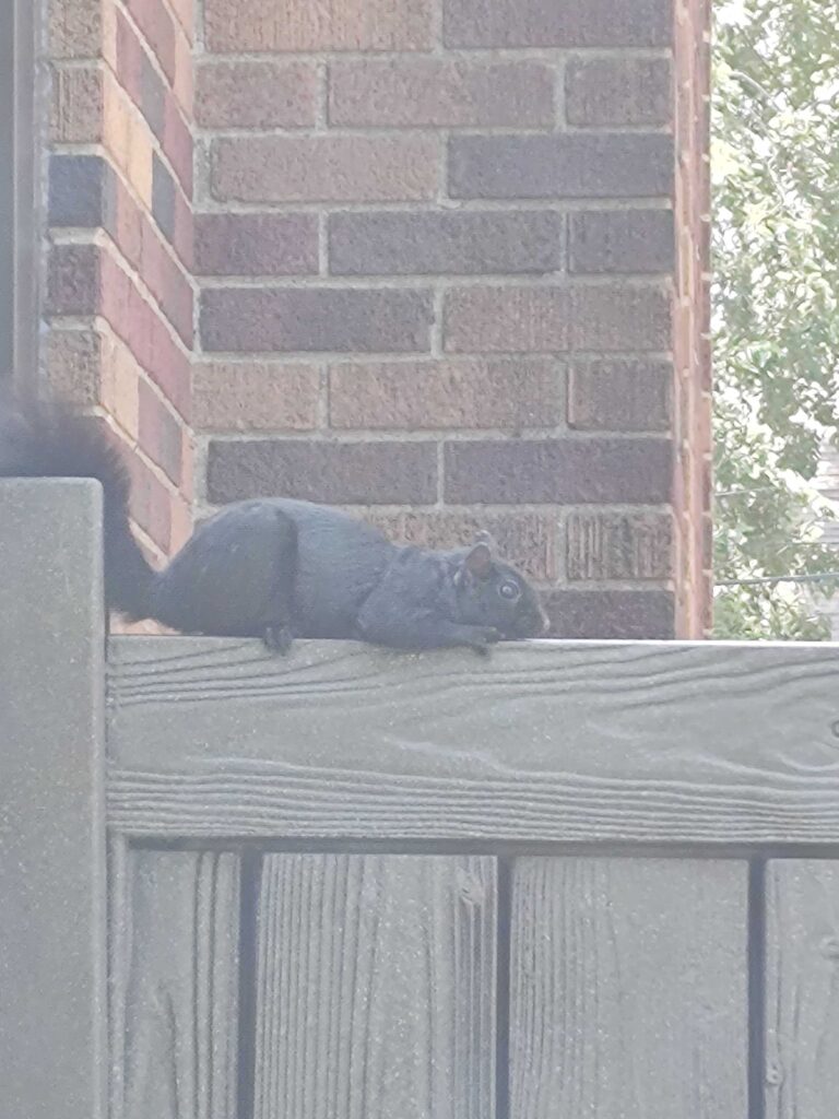 Squirrel Control Safety Harbor