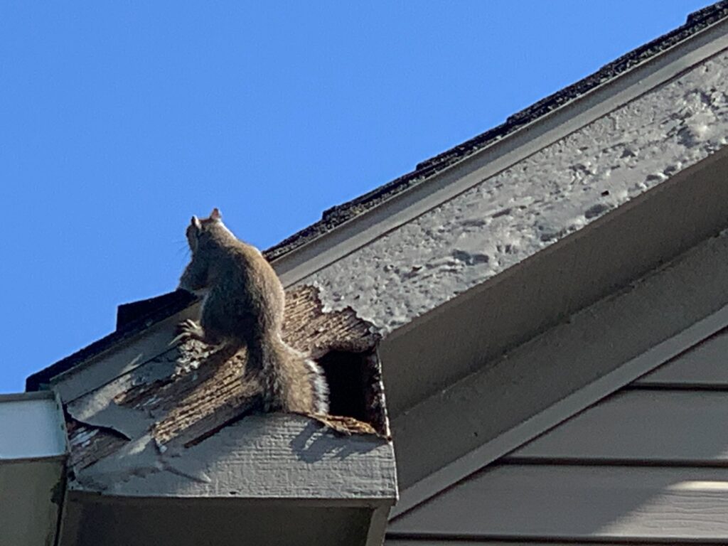 Squirrel Control Safety Harbor