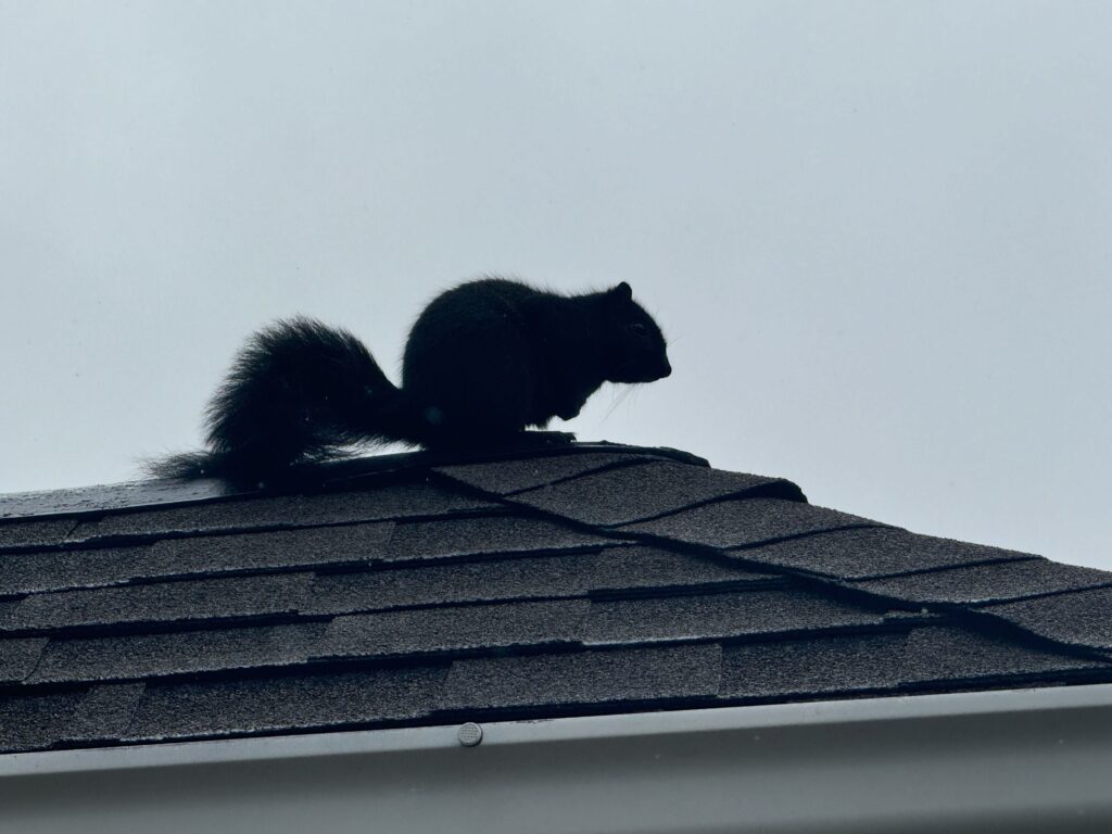 Squirrel Control Safety Harbor