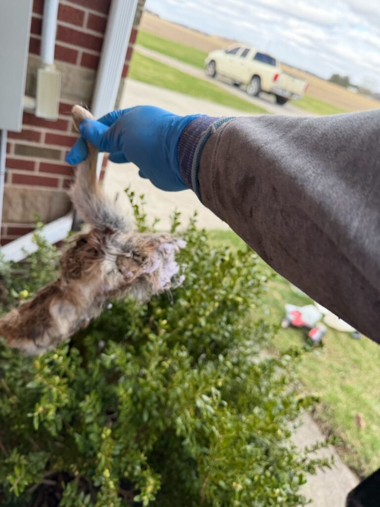 Squirrel Control Safety Harbor